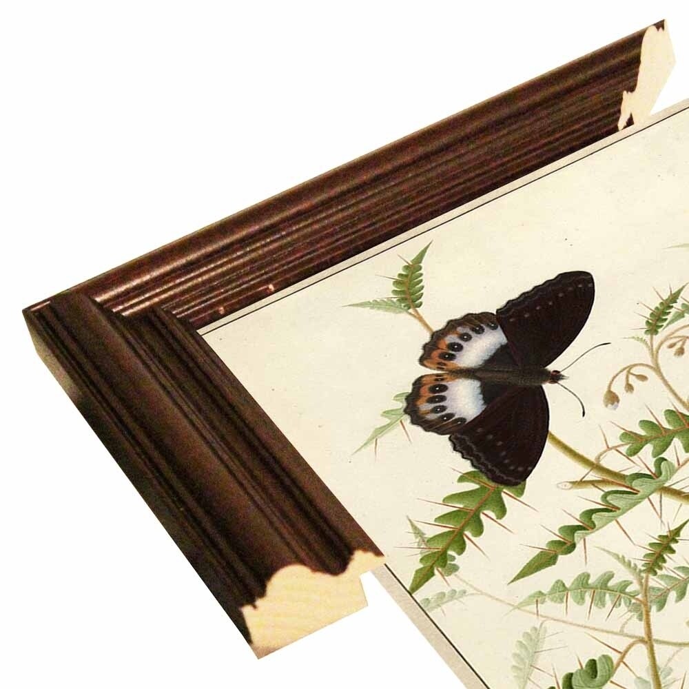 Flowers Twenty-VINAPP130728 Framed Print 20"x14.5" by Vintage Apple Collection