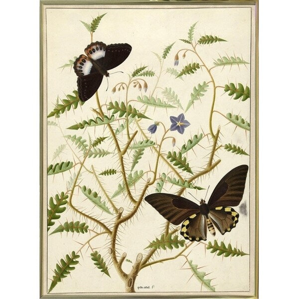 Flowers Twenty-VINAPP130728 Framed Print 20"x14.5" by Vintage Apple Collection