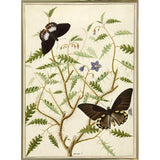 Flowers Twenty-VINAPP130728 Framed Print 20"x14.5" by Vintage Apple Collection