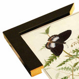 Flowers Twenty-VINAPP130728 Framed Print 20"x14.5" by Vintage Apple Collection