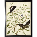 Flowers Twenty-VINAPP130728 Framed Print 20"x14.5" by Vintage Apple Collection