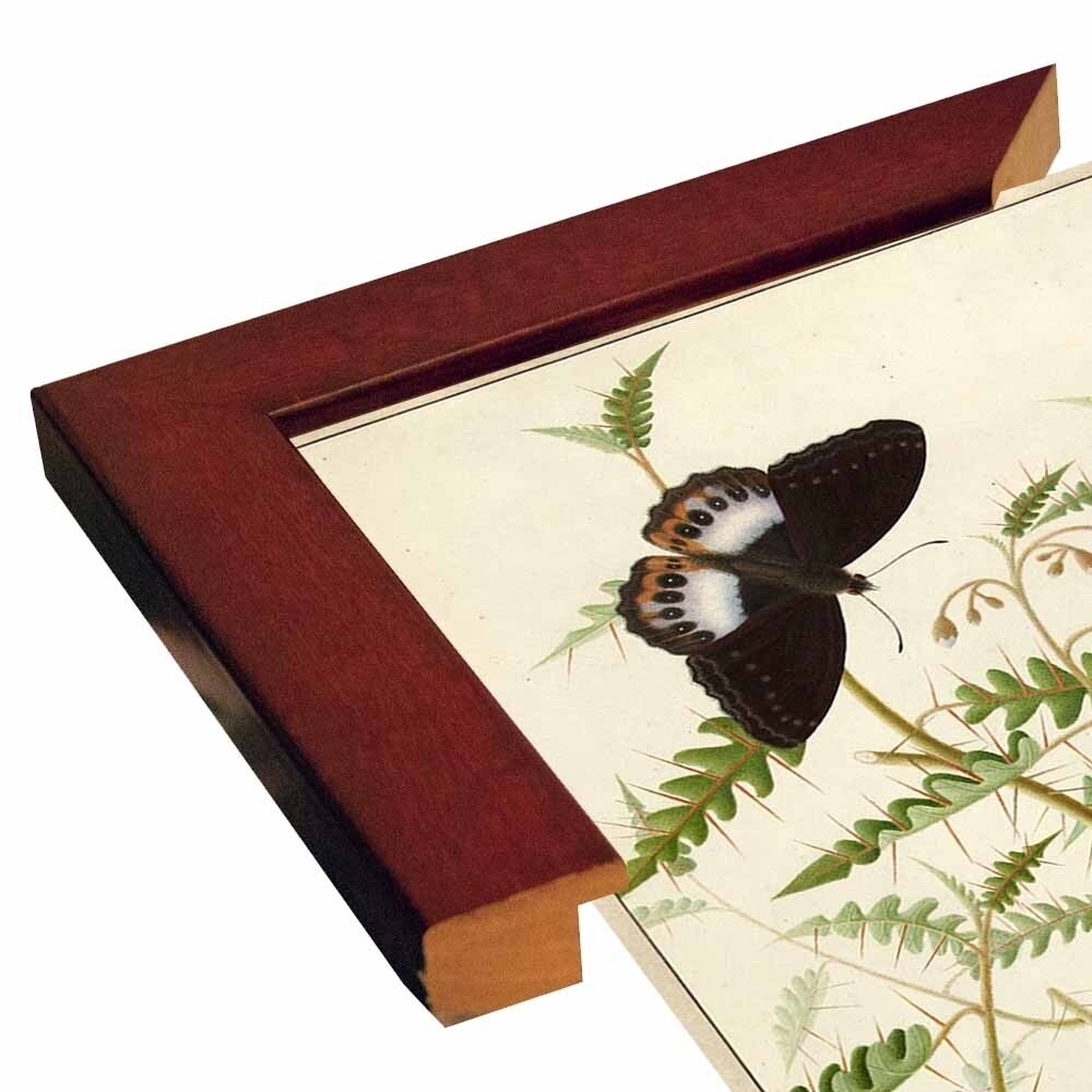 Flowers Twenty-VINAPP130728 Framed Print 20"x14.5" by Vintage Apple Collection