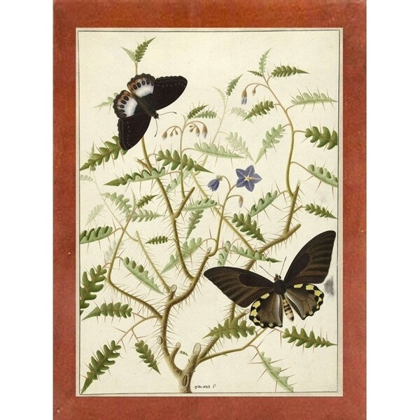 Flowers Twenty-VINAPP130728 Framed Print 20"x14.5" by Vintage Apple Collection