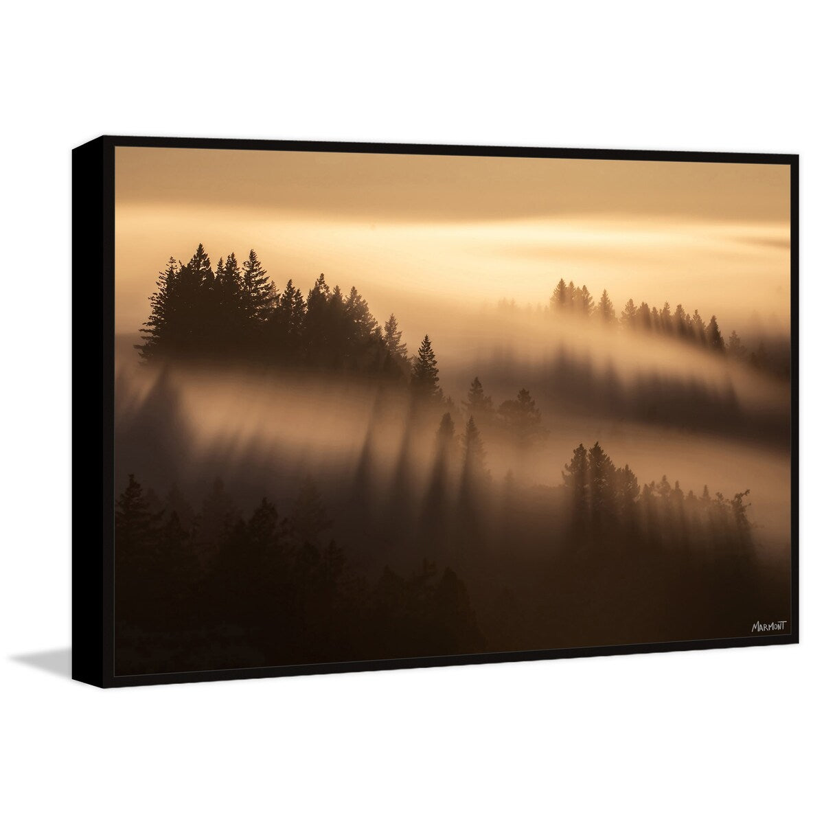 Forest Shadows Floater Framed Print on Canvas