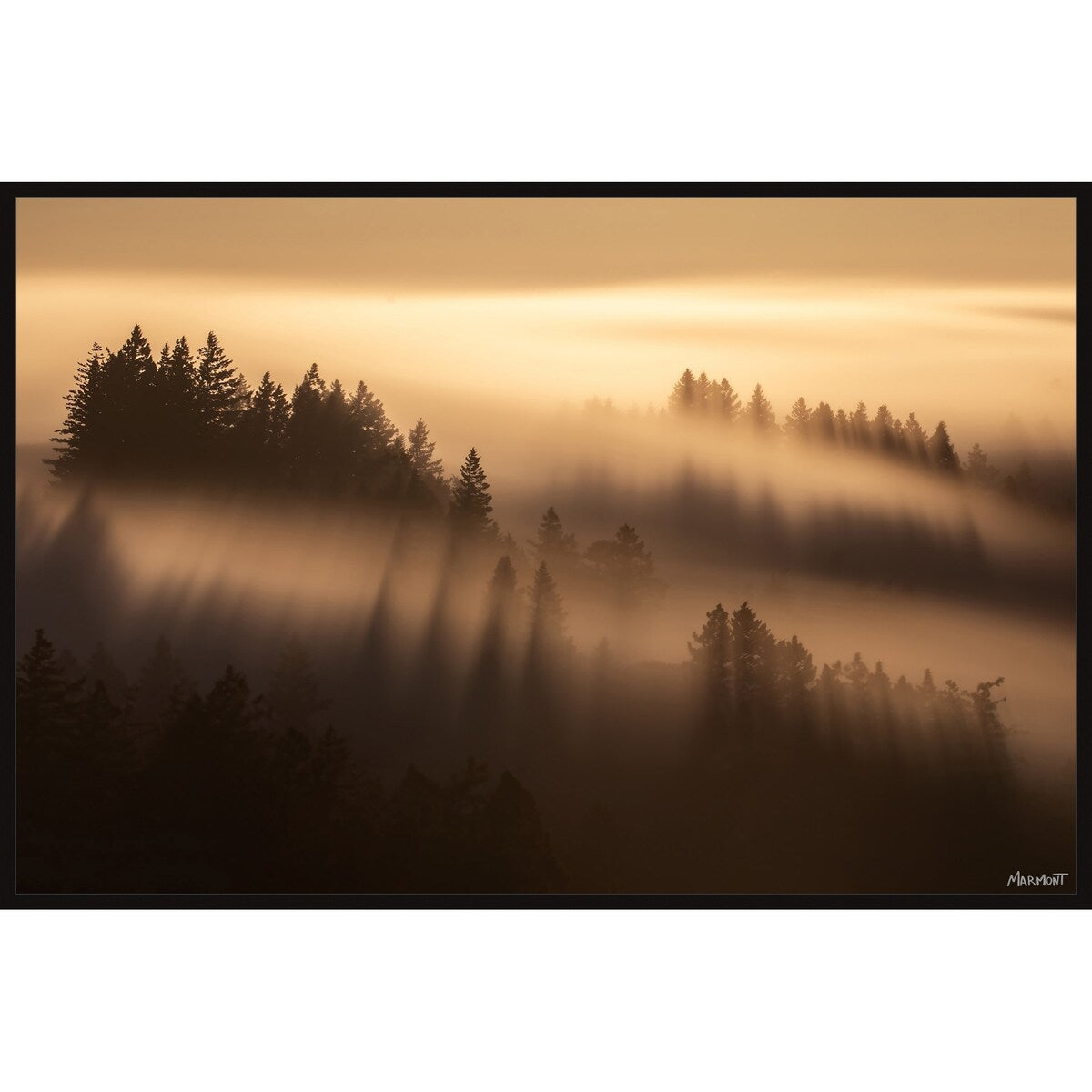 Forest Shadows Floater Framed Print on Canvas