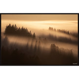 Forest Shadows Floater Framed Print on Canvas