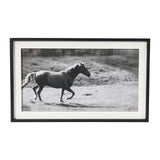 Galloping Horse Print with Wood Frame - Black