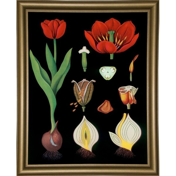 Garden Tulip-VINAPP122893 Framed Print 24"x18.75" by Vintage Apple Collection