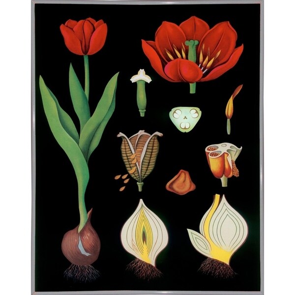 Garden Tulip-VINAPP122893 Framed Print 24"x18.75" by Vintage Apple Collection
