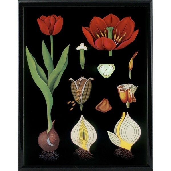 Garden Tulip-VINAPP122893 Framed Print 24"x18.75" by Vintage Apple Collection