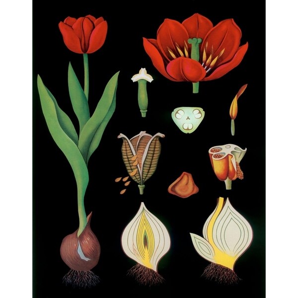 Garden Tulip-VINAPP122893 Framed Print 24"x18.75" by Vintage Apple Collection