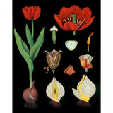 Garden Tulip-VINAPP122893 Framed Print 24"x18.75" by Vintage Apple Collection