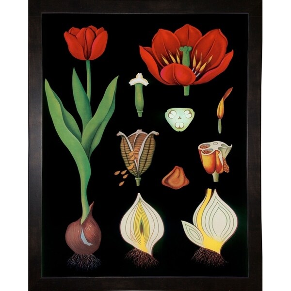 Garden Tulip-VINAPP122893 Framed Print 24"x18.75" by Vintage Apple Collection