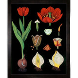 Garden Tulip-VINAPP122893 Framed Print 24"x18.75" by Vintage Apple Collection