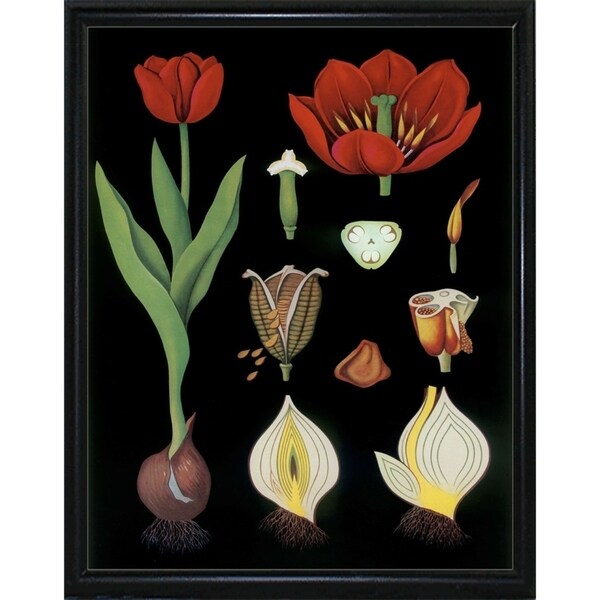 Garden Tulip-VINAPP122893 Framed Print 24"x18.75" by Vintage Apple Collection