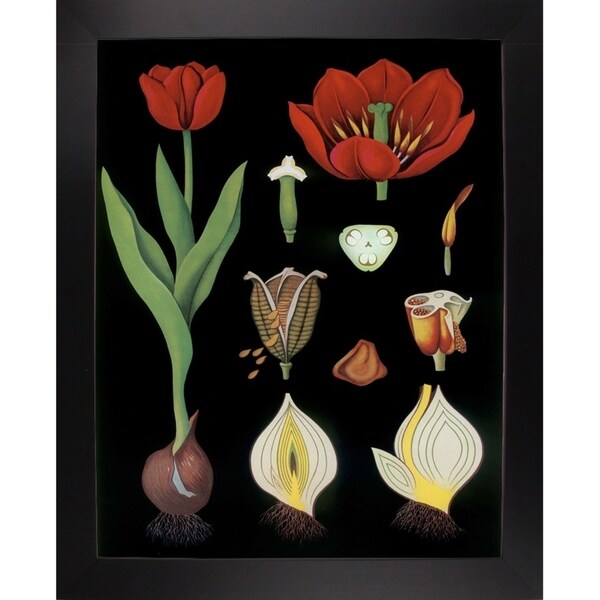 Garden Tulip-VINAPP122893 Framed Print 24"x18.75" by Vintage Apple Collection