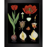 Garden Tulip-VINAPP122893 Framed Print 24"x18.75" by Vintage Apple Collection