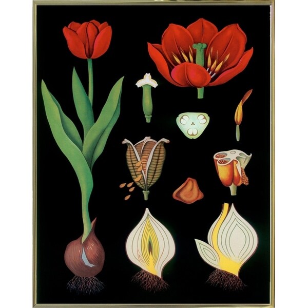 Garden Tulip-VINAPP122893 Framed Print 24"x18.75" by Vintage Apple Collection