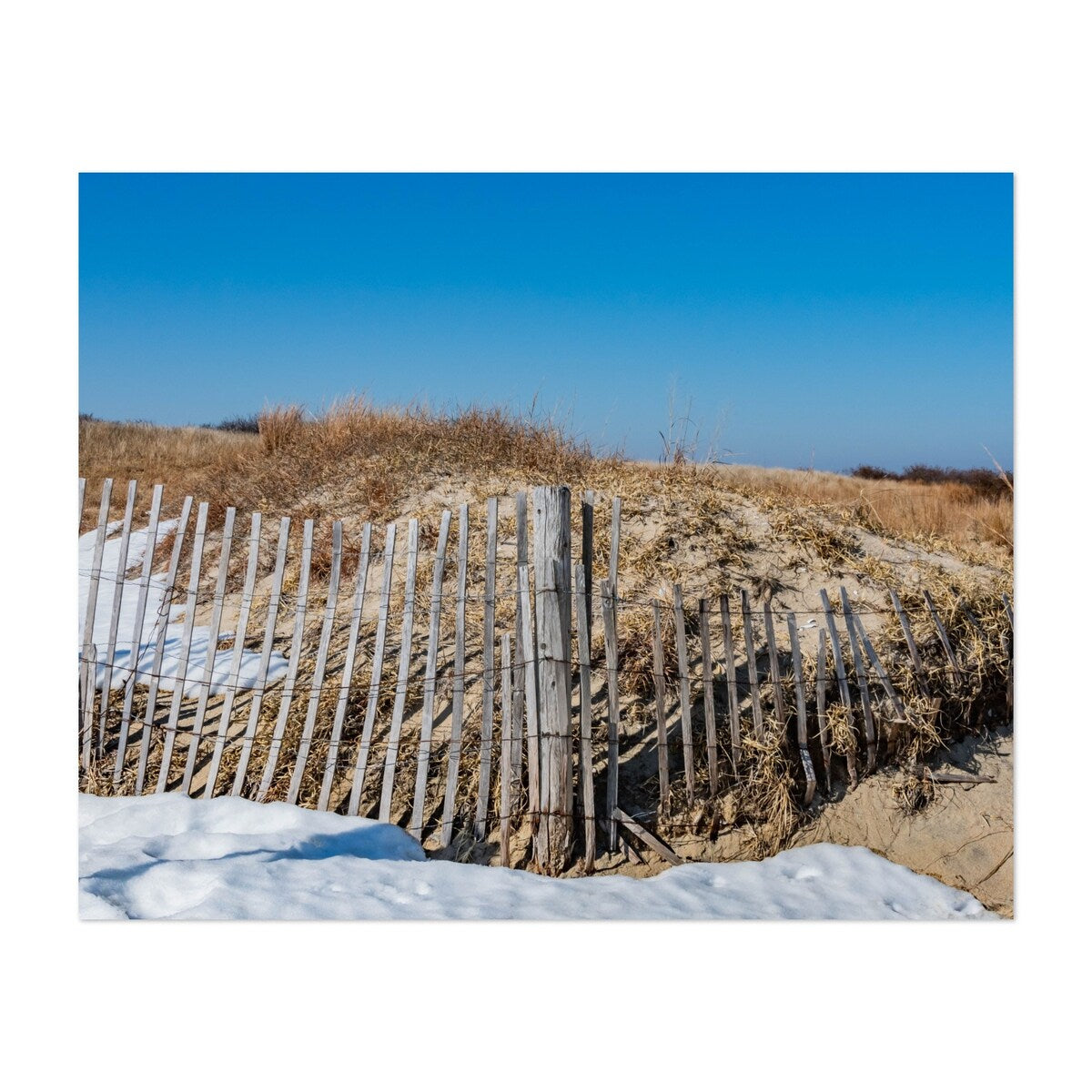 Gateway National Rec Area Middletown Township Plant Art Print/Poster