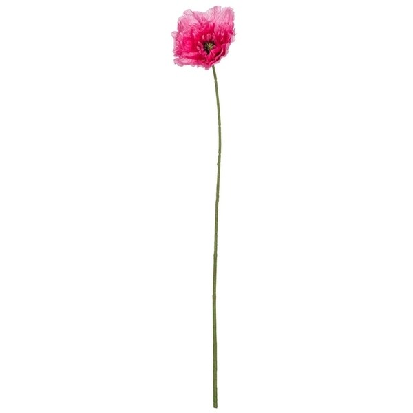 Sullivans Giant Poppy Stem