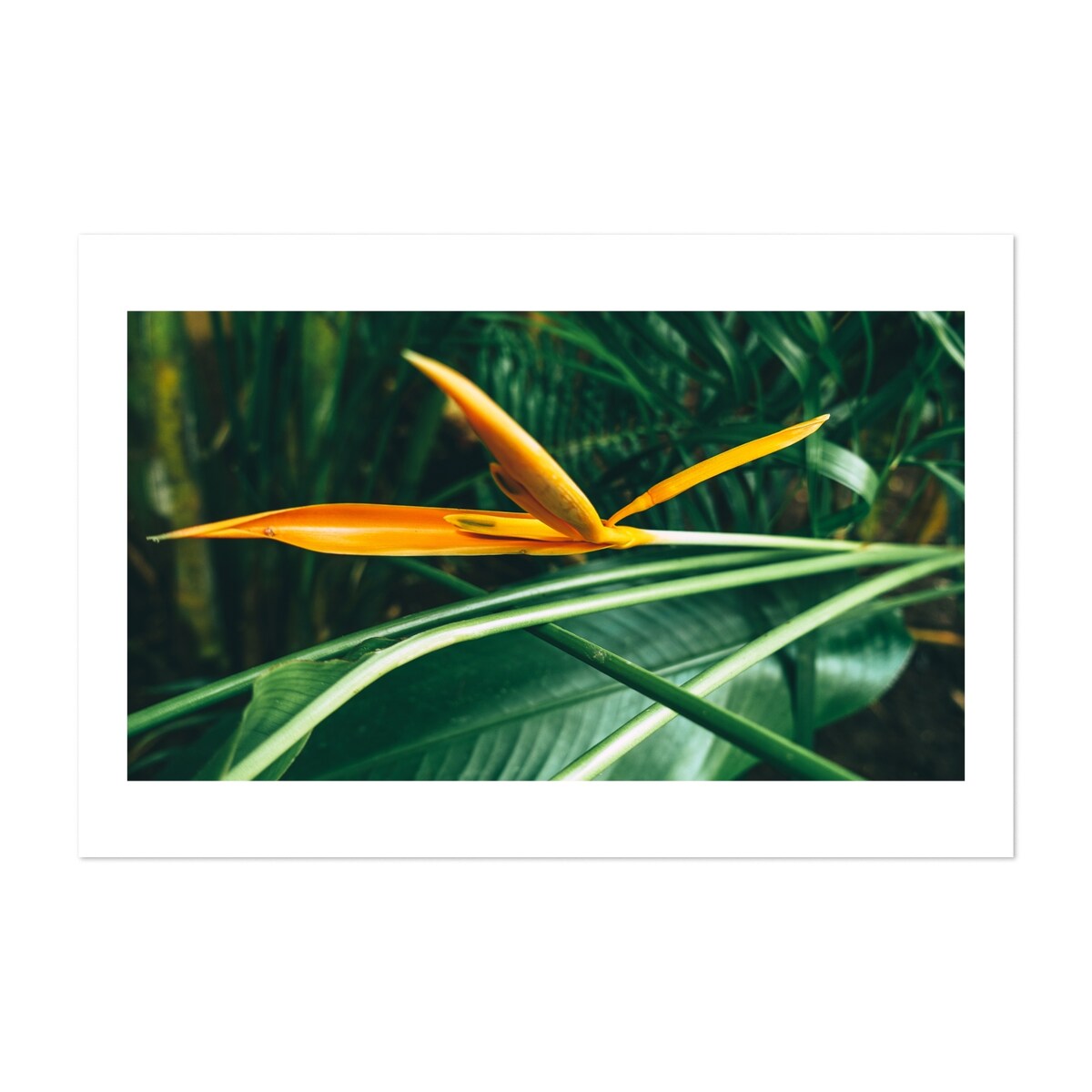 Goa India Daughter Photography Abstract Art Print/Poster