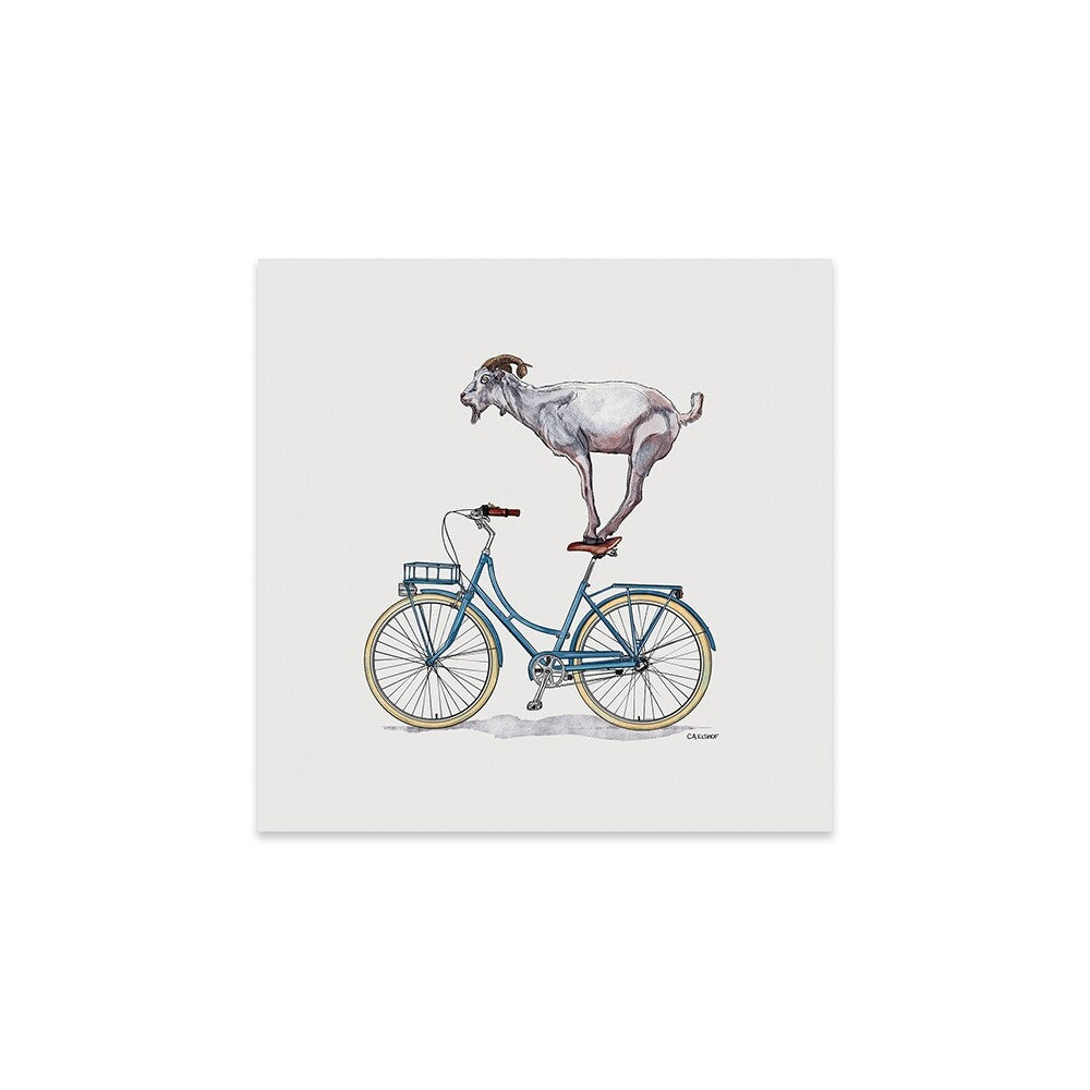 Goat On Bicycle Print On Acrylic Glass by Carolynn Elshof