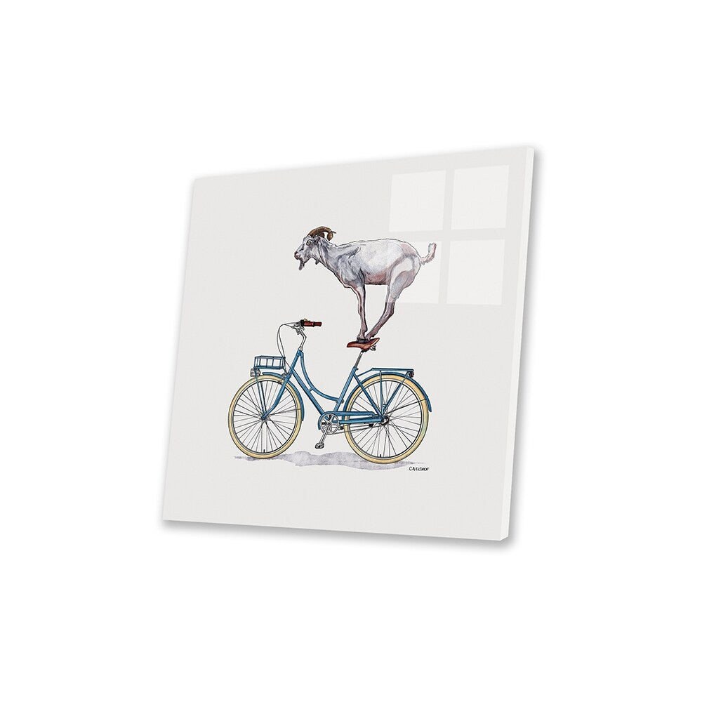 Goat On Bicycle Print On Acrylic Glass by Carolynn Elshof