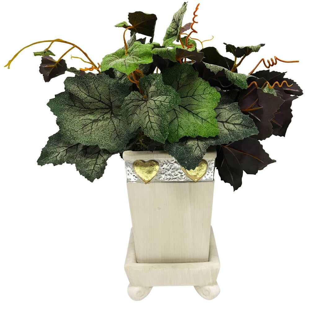 Grapevine plant arrangement