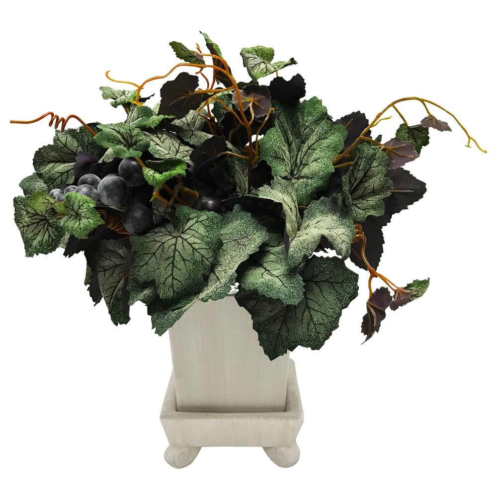 Grapevine plant arrangement