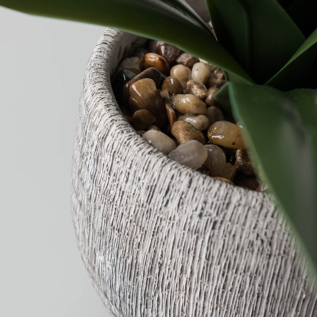 Green Leaves in Cement Pot