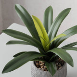 Green Leaves in Cement Pot