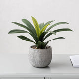 Green Leaves in Cement Pot