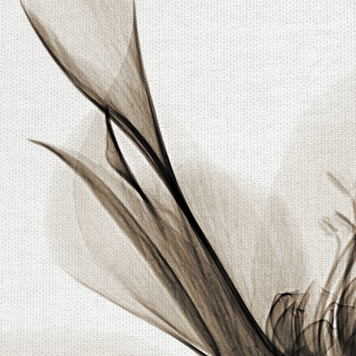 Hellebore I, II by Robert Coop Canvas Art Prints