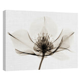 Hellebore I, II by Robert Coop Canvas Art Prints
