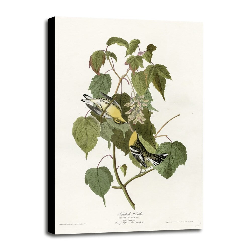 Hemlock Warbler-VINAPP116426 Print 20"x12.5" by Vintage Apple Collection