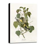 Hemlock Warbler-VINAPP116426 Print 20"x12.5" by Vintage Apple Collection