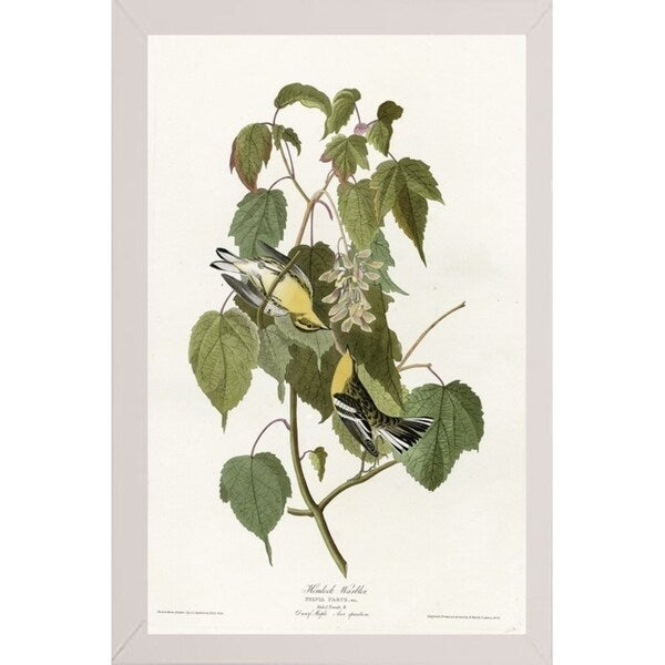 Hemlock Warbler-VINAPP116426 Print 20"x12.5" by Vintage Apple Collection
