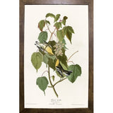 Hemlock Warbler-VINAPP116426 Print 20"x12.5" by Vintage Apple Collection