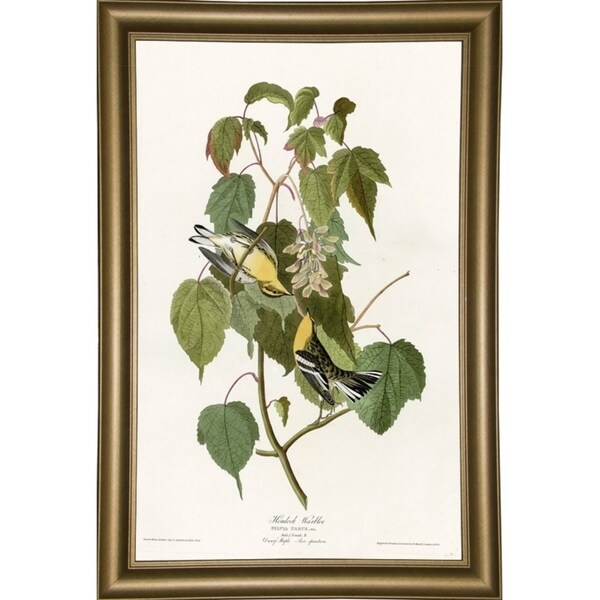 Hemlock Warbler-VINAPP116426 Print 20"x12.5" by Vintage Apple Collection
