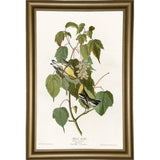 Hemlock Warbler-VINAPP116426 Print 20"x12.5" by Vintage Apple Collection