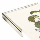 Hemlock Warbler-VINAPP116426 Print 20"x12.5" by Vintage Apple Collection
