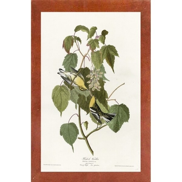 Hemlock Warbler-VINAPP116426 Print 20"x12.5" by Vintage Apple Collection