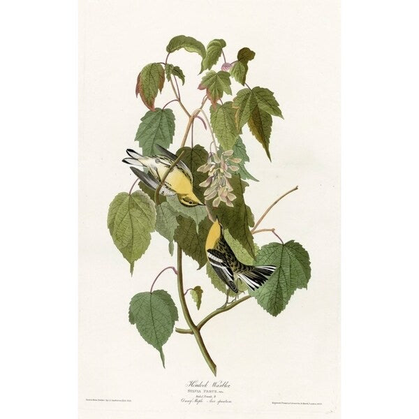 Hemlock Warbler-VINAPP116426 Print 20"x12.5" by Vintage Apple Collection