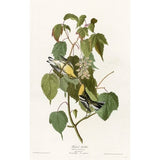 Hemlock Warbler-VINAPP116426 Print 20"x12.5" by Vintage Apple Collection