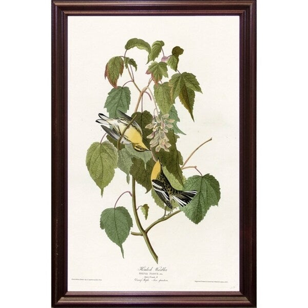 Hemlock Warbler-VINAPP116426 Print 20"x12.5" by Vintage Apple Collection