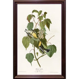 Hemlock Warbler-VINAPP116426 Print 20"x12.5" by Vintage Apple Collection