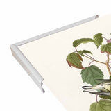 Hemlock Warbler-VINAPP116426 Print 20"x12.5" by Vintage Apple Collection