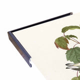 Hemlock Warbler-VINAPP116426 Print 20"x12.5" by Vintage Apple Collection