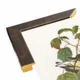 Hemlock Warbler-VINAPP116426 Print 20"x12.5" by Vintage Apple Collection