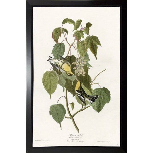 Hemlock Warbler-VINAPP116426 Print 20"x12.5" by Vintage Apple Collection